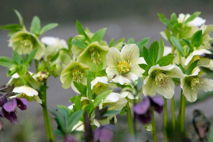 anna_jurmala/shutterstock.com