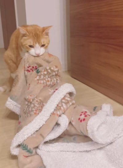 出所：＠miko_nekoneko