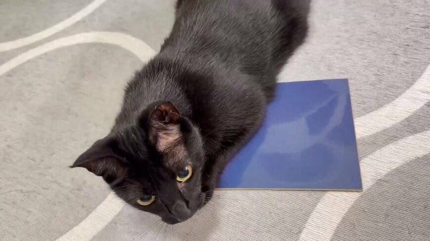 黒猫の「上半身猫拓」が取れた　青いボードにカラフルな猫の形にホッコリしてしまう