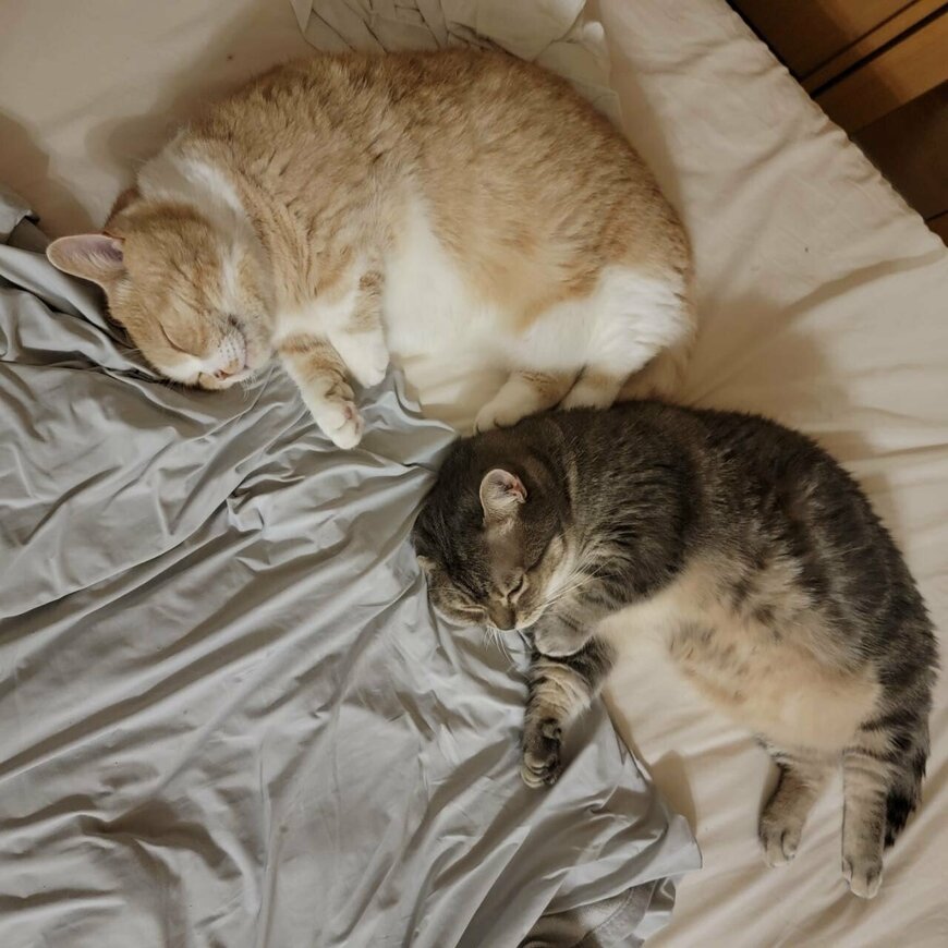 出所：@nekotansoku