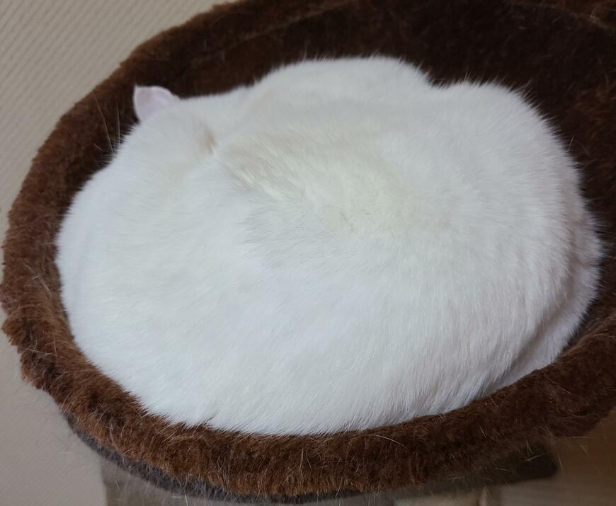 猫の「いろいろな寝相」がかわいい　大胆な格好に笑みがこぼれる