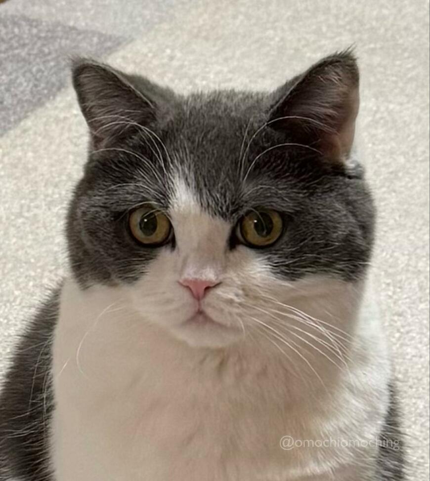 出所：@omochiomoching