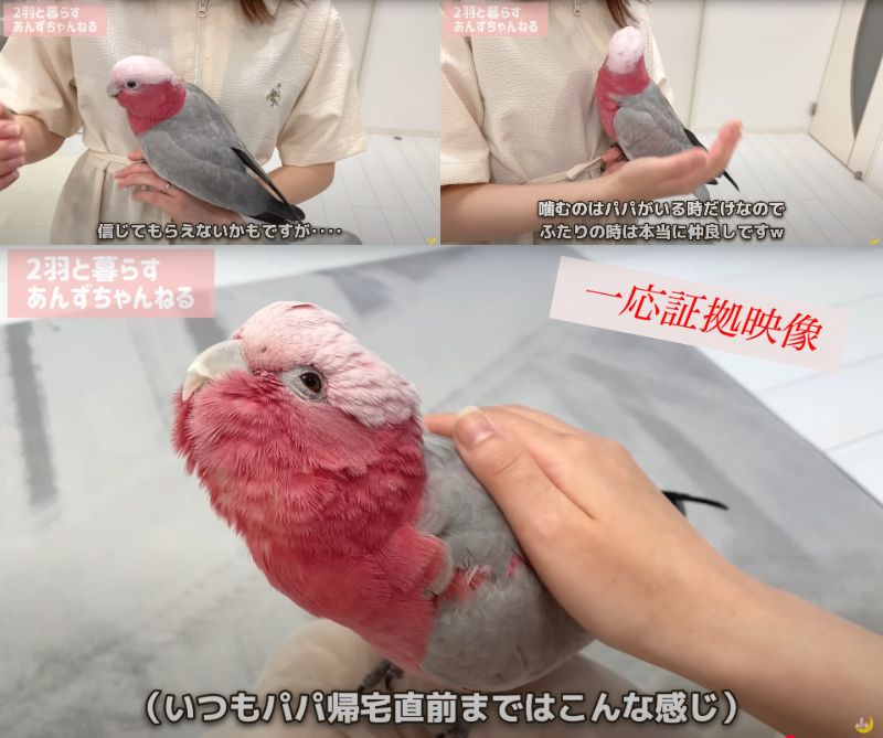 出所：@anz_omomiri