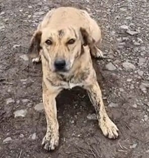 飼い主を失くしても家を離れなかった犬→新しい家族の愛情を受けて変わっていく姿に涙