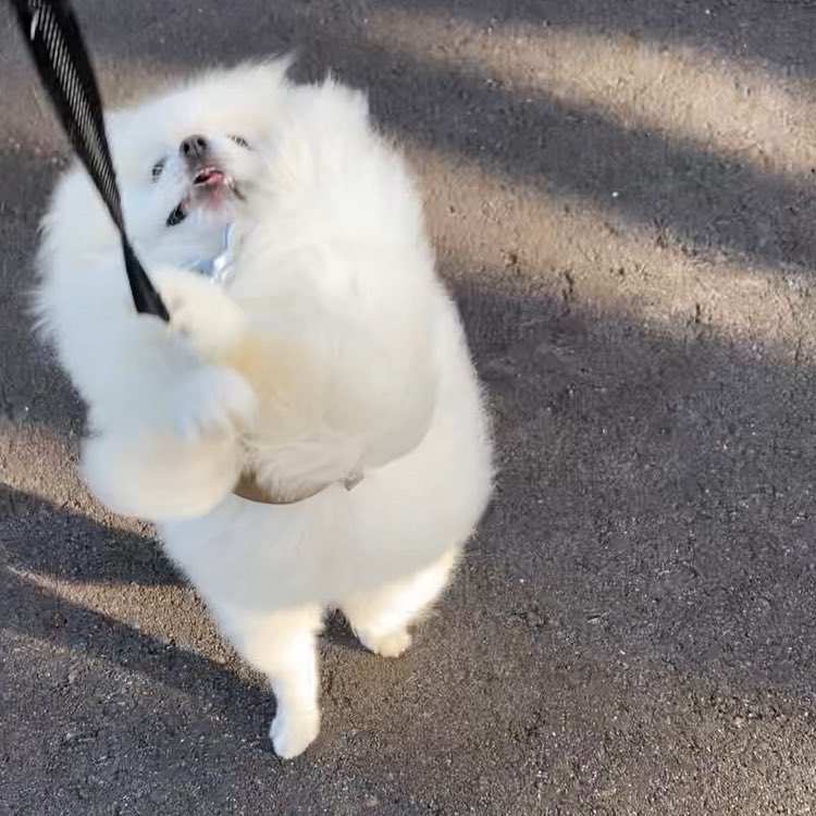 出所：@chikuwa78107742