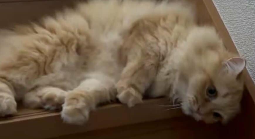【連日の夏日で溶けた猫】流れるように階段を下りる姿に「もはや液体」の声 