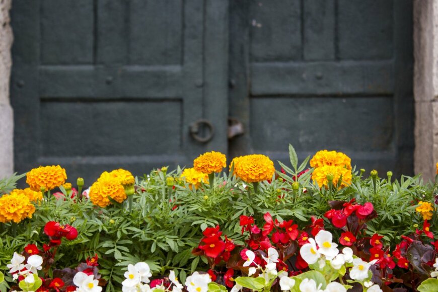 CemoLmages/shutterstock.com