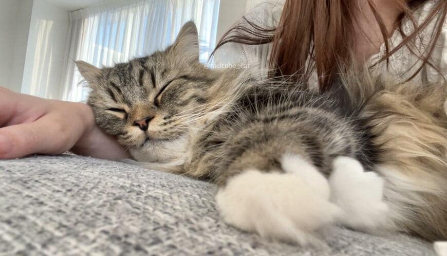 出所：@meltube_cat