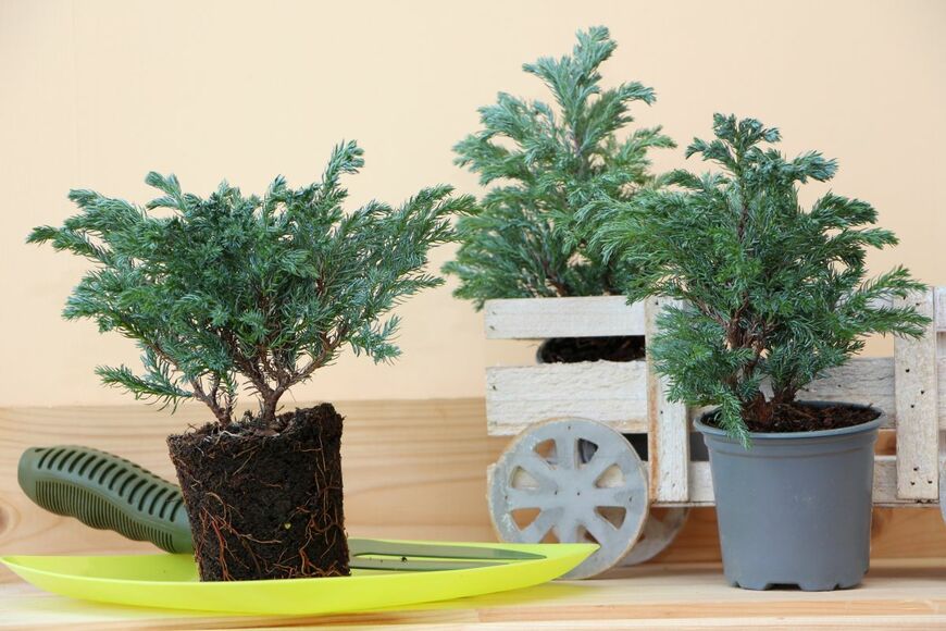 Razumhelen/shutterstock.com