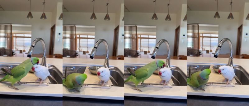 出所：@zundamame_cockatiel