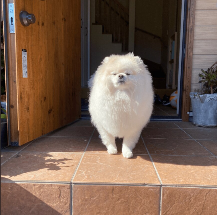 出所：@chikuwa78107742さん提供