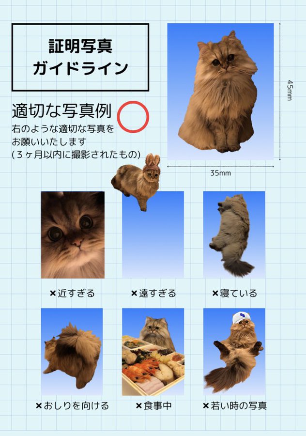 「猫ちゃんから学ぶ証明写真ガイドライン」これ1枚で安心の写真クオリティ一が確認できます「全部可愛いから全部採用」