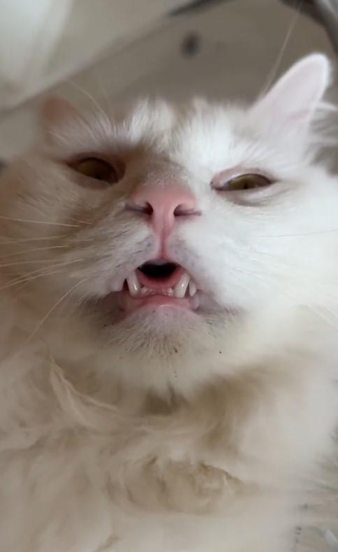 出所：@meltube_cat