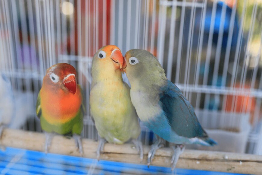 Phunphitphat/shutterstock.com