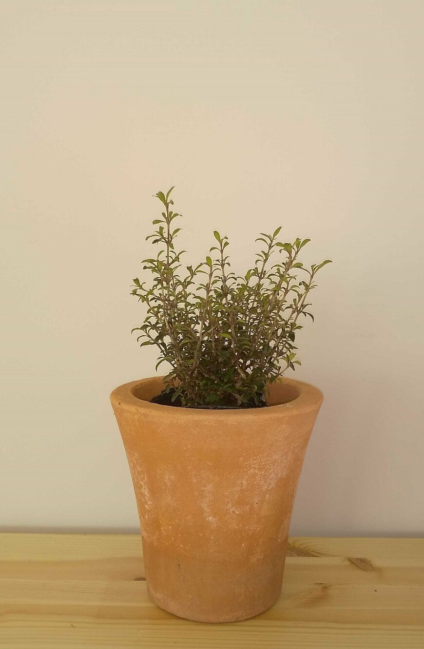 コプロスマ・マタイマジック（LIMO編集部）