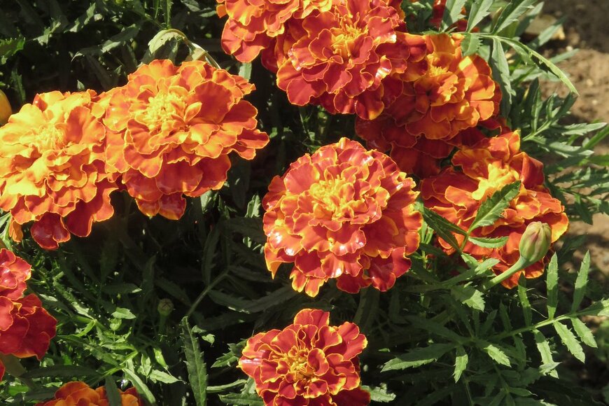 Przemyslaw Muszynski/shutterstock.com