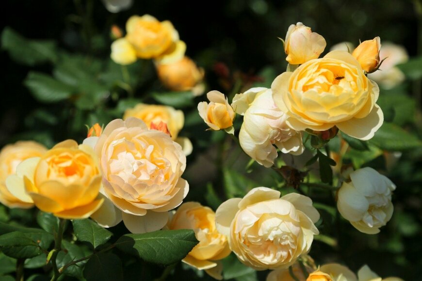 Mariha-kitchen/istockphoto.com