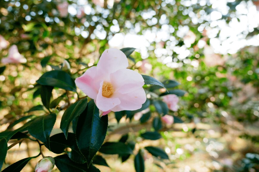 画像出所：西武造園株式会社