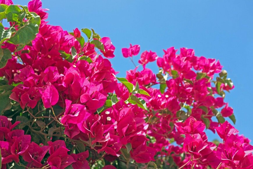 Nisangha/istockphoto.com