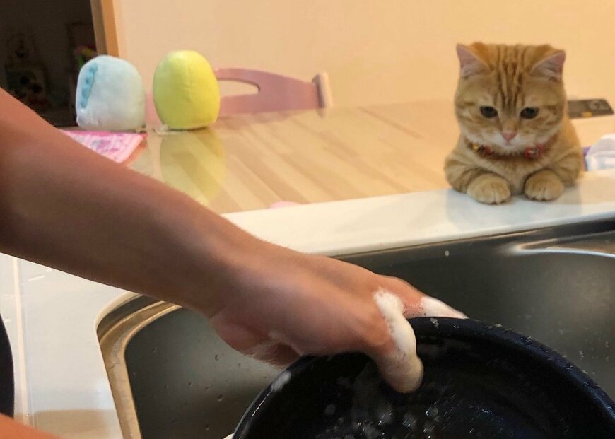 「猫の手が借りたくなったら言ってね」洗い物を習得しようとするマンチカン
