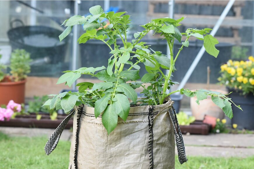 【家庭菜園】ベランダでじゃがいもを育てる！袋栽培でプランターいらず