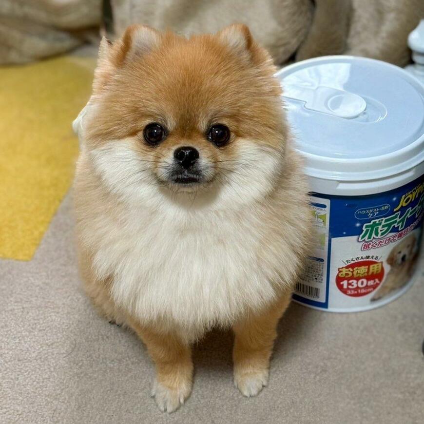 かわいいポメラニアン