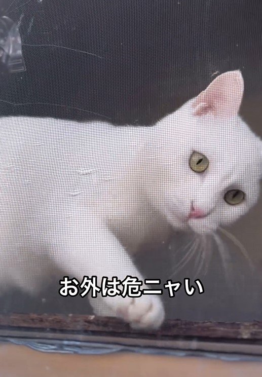 ママを心配する猫
