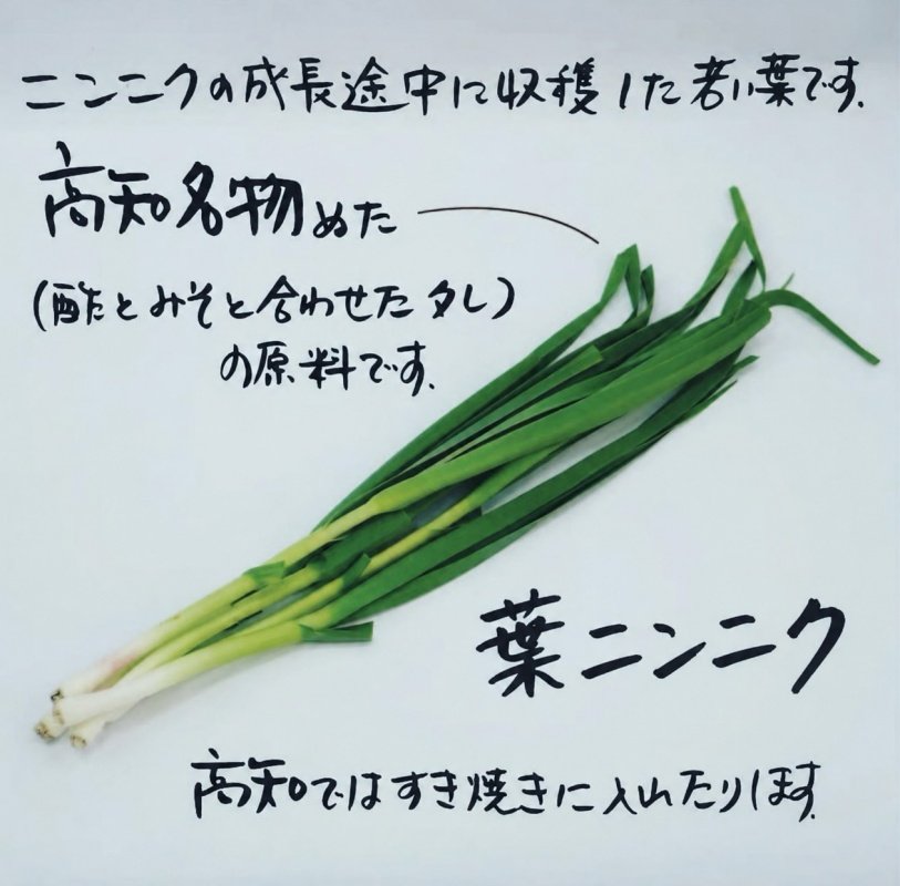 高知名物を紹介