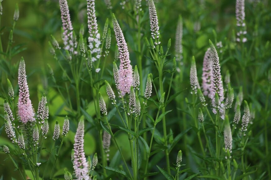ピンクの花を咲かせている、ベロニカ