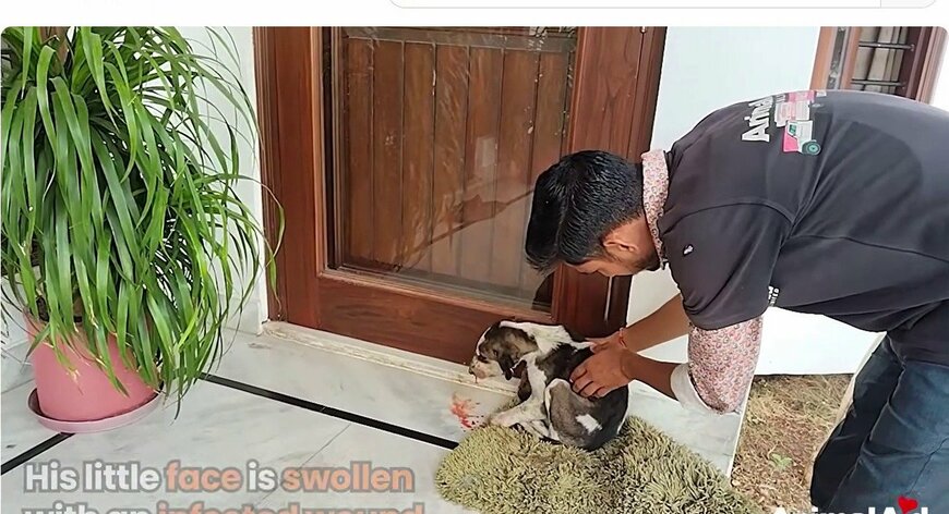 感染症で衰弱していたところを保護される子犬