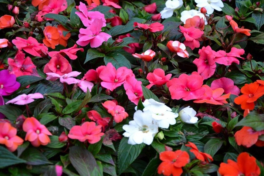 インパチェンスの花。色は赤、ピンク、白。