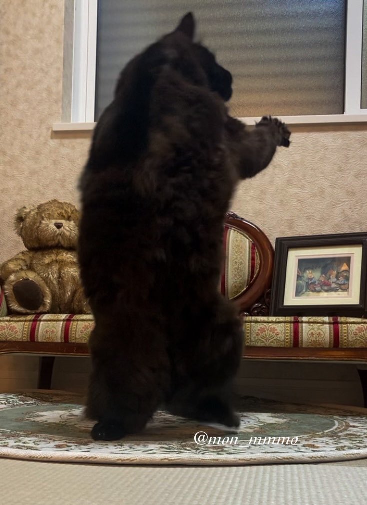 立ち上がる黒猫