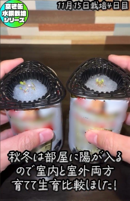 屋内と屋外で成長を比較