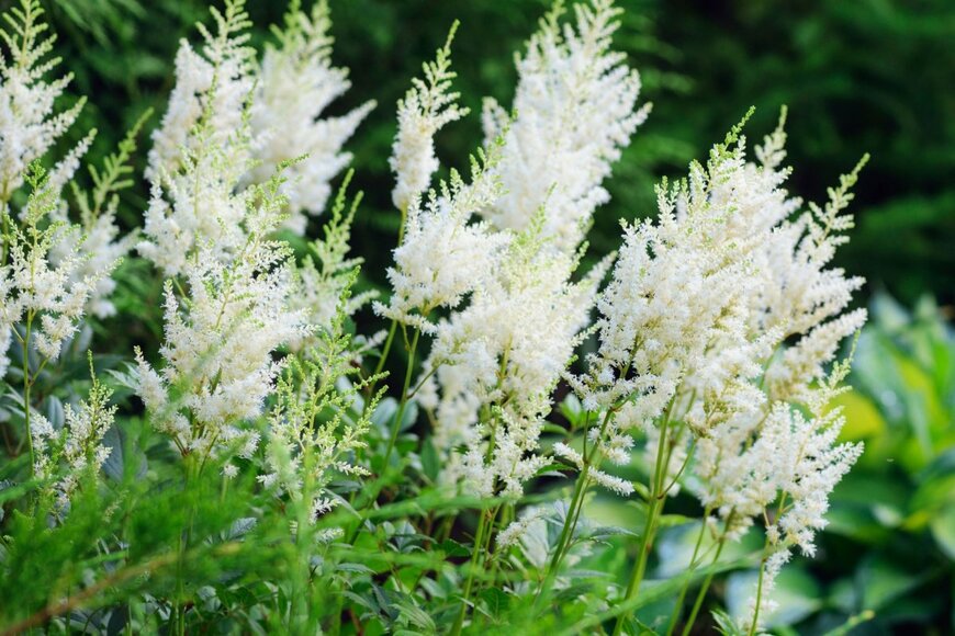 ユキノシタ科の多年草アスチルベの白い花がふわふわと煙のような美しい花姿で咲いている。