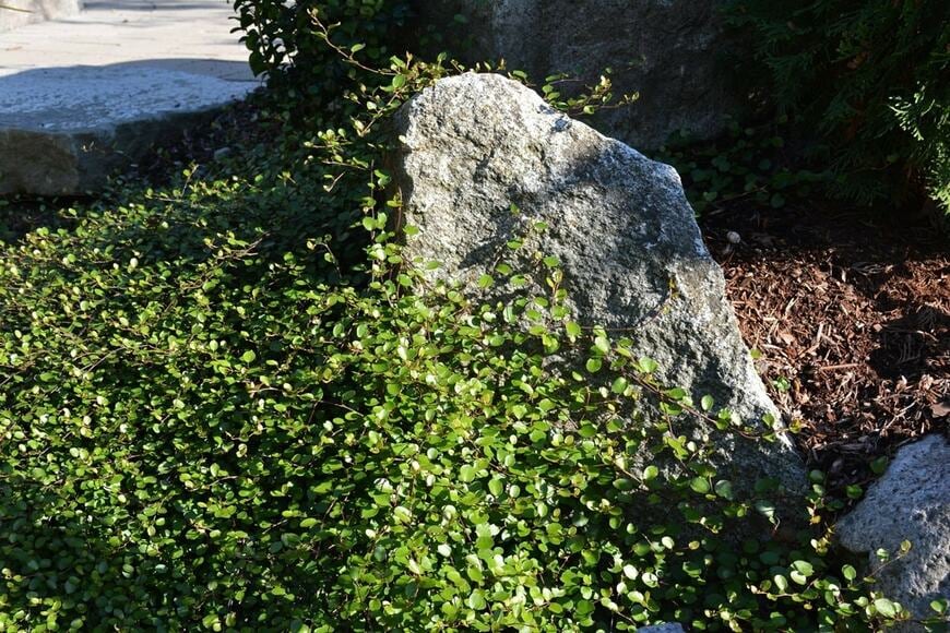 地植えにした生育旺盛なワイヤープランツ