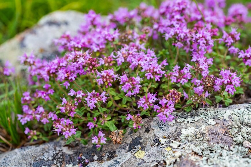 ピンクの可愛らしい花が咲く「クリーピングタイム」