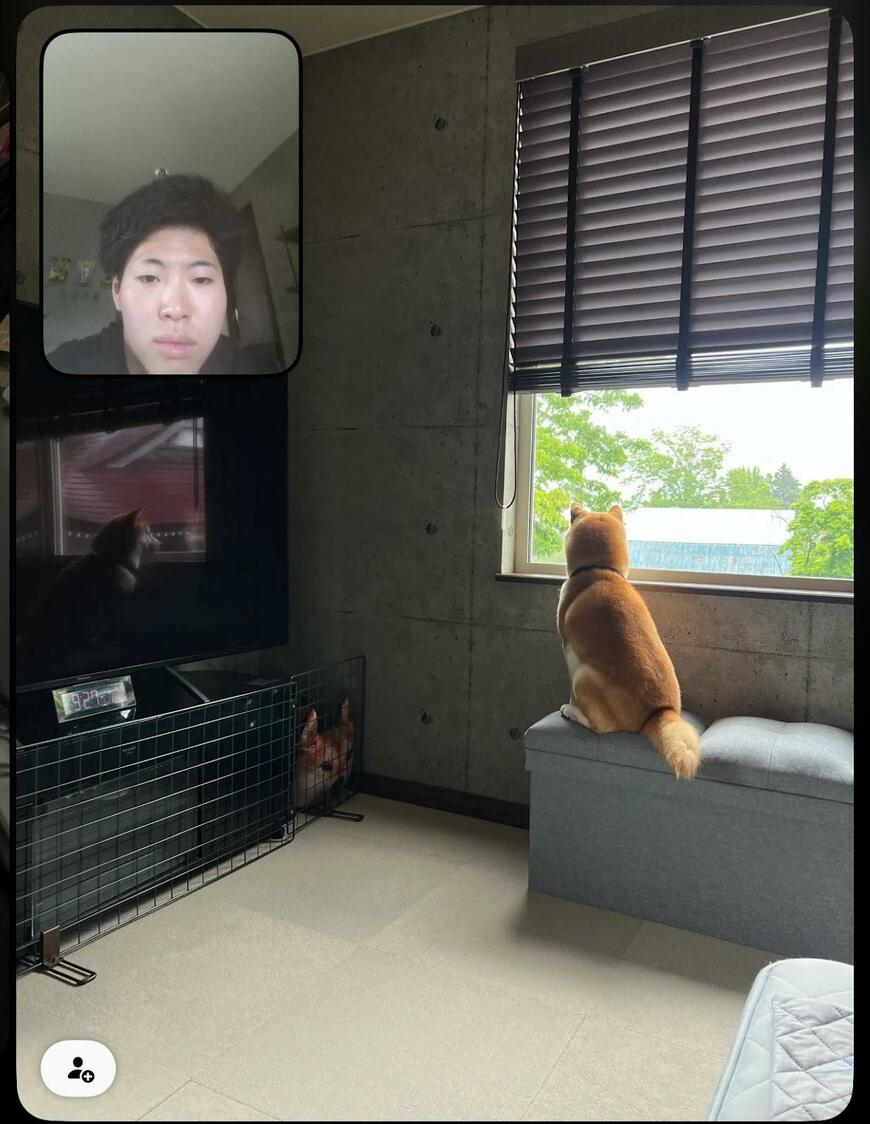 実家の犬の様子