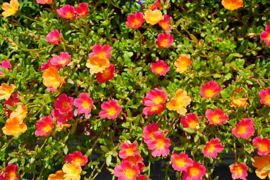 ポーチュラカの花。色は赤、黄色。