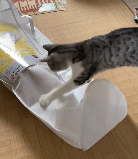 袋と猫