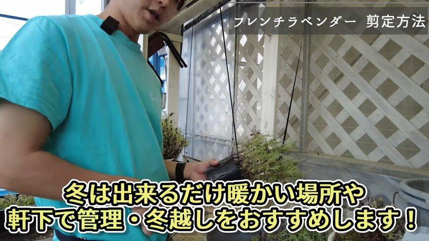 フレンチラベンダーの冬越し