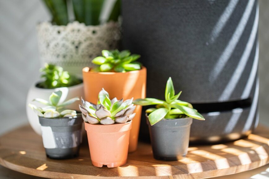 室内のテーブルの上で、多肉植物の小さな鉢植えが5つ並んでいる。日光を浴びている。