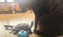 猫の気を引きたいクサガメ　「ボディランゲージが天才的に上手くなった」光景にホッコリ
