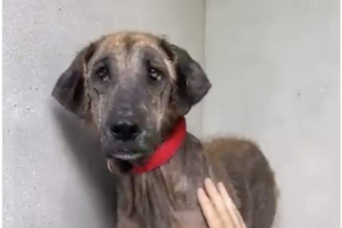 写真 | 田舎で人に怯えながら育った繁殖犬　保護されて走り回る姿に感動の声「元気になった姿が美しい」 | LIMO | くらしとお金の経済メディア