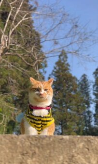 ミツバチ衣装で春のお散歩へ！ルンルンでお出かけする猫ちゃんに思わずニッコリ