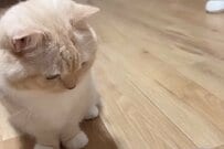 餌入りおもちゃで遊ぶ猫の「決定的瞬間」を目撃　想像の上を行く賢い行動に「天才だ！」