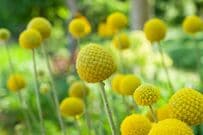 【乾燥に強く長持ちする花】春～初夏にユニークな花が咲く「オージープランツ」おすすめ3選