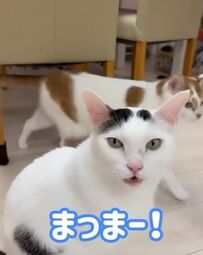 【“はいっ”のお返事が可愛すぎる】飼い主さんに甘える猫ちゃんの姿にSNSユーザーがほっこり