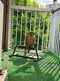 【フクロウの光合成】気持ちよさそうに日光を浴びる姿が神々しい！？堂々とした姿がSNSで注目の的