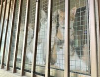 出かける時窓からの熱視線を感じると…　猫たちが勢揃いでこっちを見てた　お土産買って帰らないと（汗）