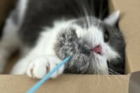 【シュール】猫じゃらしが大好きな猫ちゃん→遊び疲れた姿と表情に思わず二度見